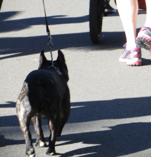 I'm a Frenchie fan and so I had to capture one of the cute little canine walkers! 